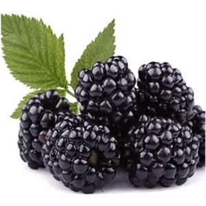 SPECIAL MIX DRY BLACKBERRY POWDER