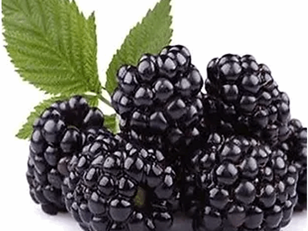 SPECIAL MIX DRY BLACKBERRY POWDER