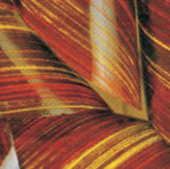 Chocolate Transfer Sheets C-108